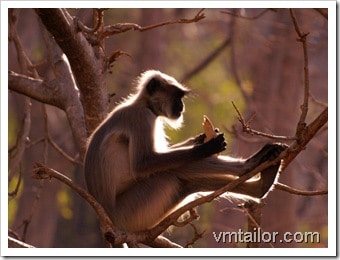monkey by Vivek