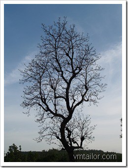 Tree by Vivek Tailor