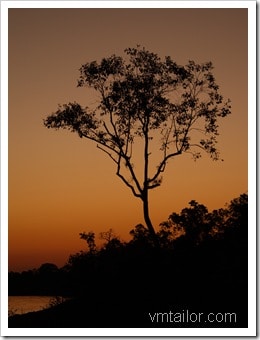 tree by Vivek Tailor