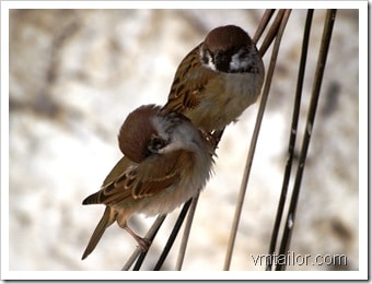 sparrows by Vivek Tailor