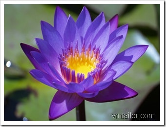 lotus by Vivek Tailor