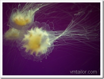 jelly fish by Vivek Tailor        