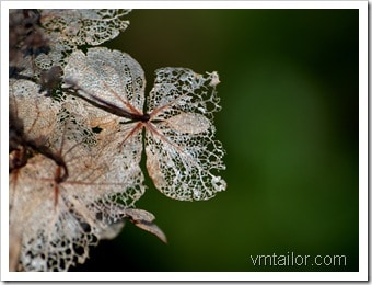 leaf by Vivek Tailor       
