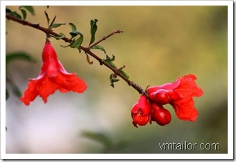 red flower by vivek tailor