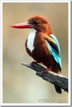 0_kingfisher