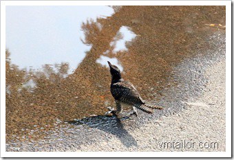 Female Cuckoo by Vivek Tailor