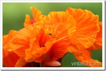 flower by Vivek Tailor