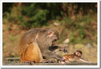 Monkeys by Vivek Tailor
